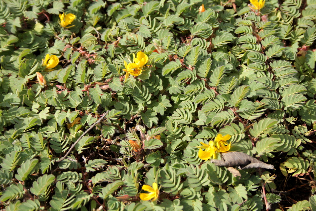 Chamaecrista cordistipula