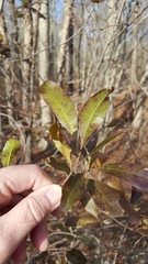 Morella caroliniensis