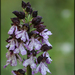 Orchis purpurea - Photo (c) Daniele, algunos derechos reservados (CC BY-NC), subido por Daniele