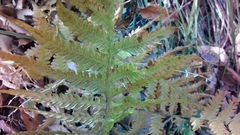 Leptogramma mollissima