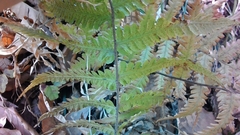 Leptogramma mollissima