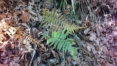 Leptogramma mollissima