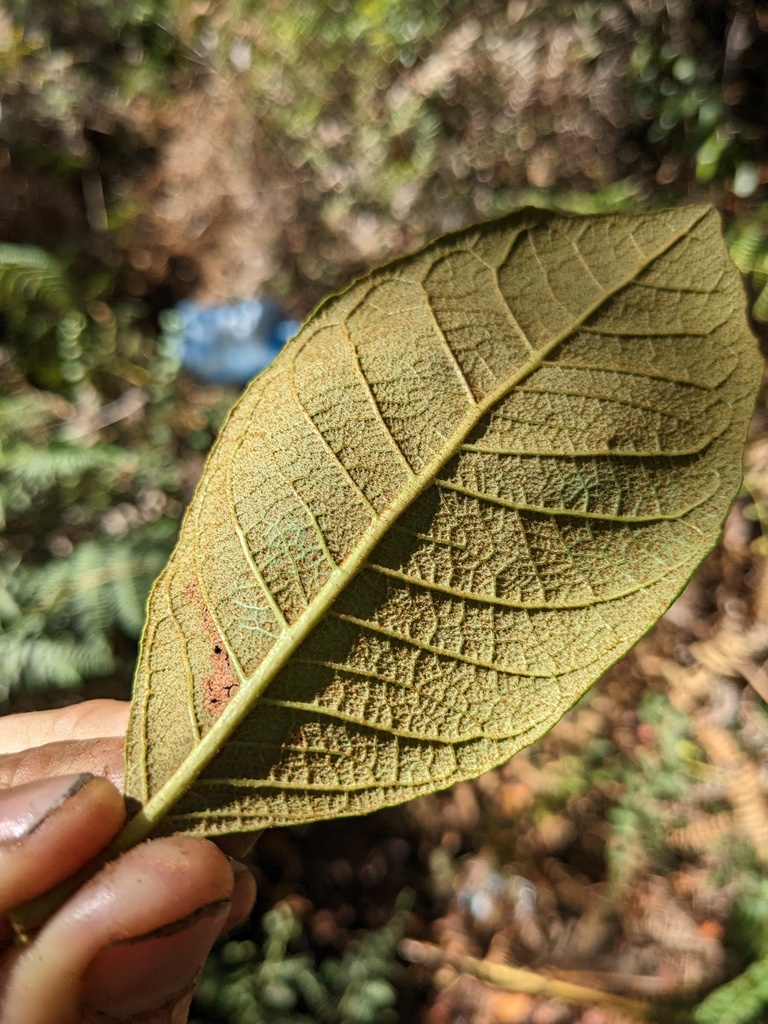 Lyonia alainii