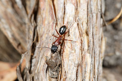Camponotus innexus
