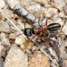 Camponotus innexus - Photo (c) Lek Khauv, some rights reserved (CC BY), uploaded by Lek Khauv