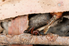 Camponotus innexus