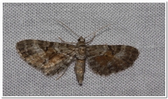 Eupithecia ravocostaliata