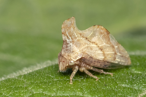 Keeled Treehopper photo 5