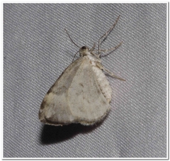 Macaria pinistrobata