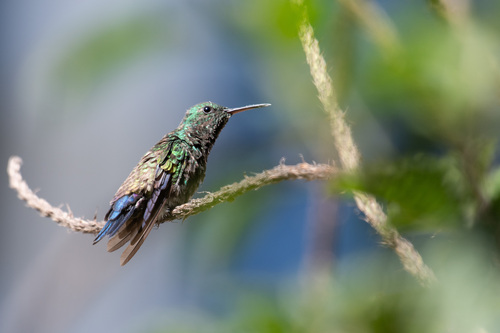 Ariane de Hoffmann (Saucerottia hoffmanni)