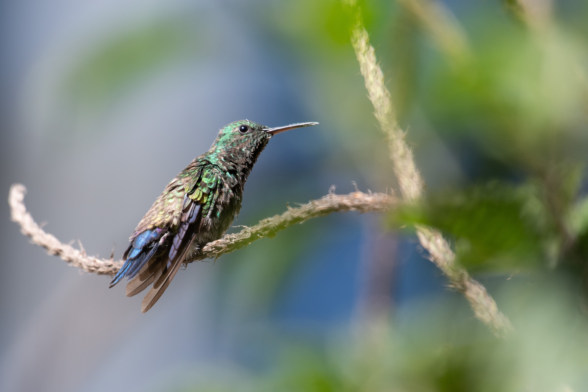 Blue-vented Hummingbird illustration