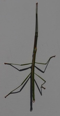 Macynia labiata