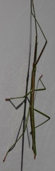 Macynia labiata