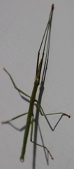 Macynia labiata