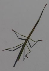 Macynia labiata