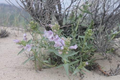 Image of Penstemon haydenii by (c) Stephen Hornbeck, some rights reserved (CC BY)
