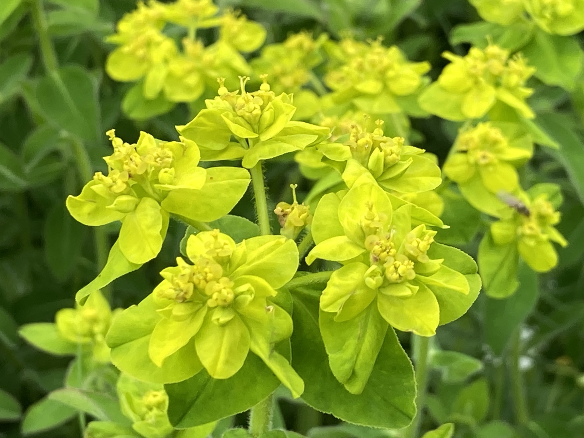Euphorbia montenegrina