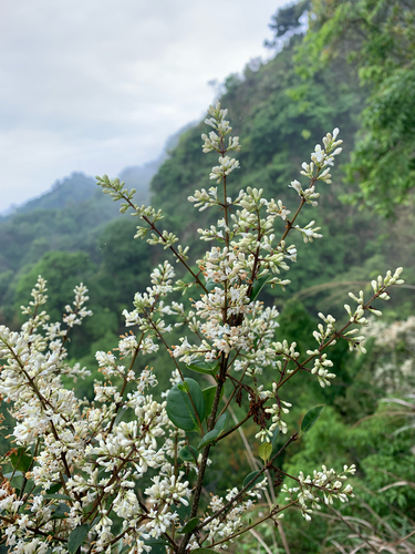 Ligustrum liukiuense iNat (1)