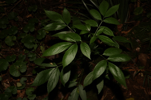 Image of Sambucus australasica by (c) Greg Tasney, some rights reserved (CC BY-SA)
