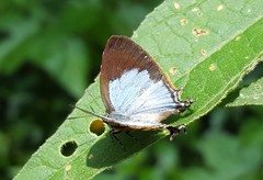 Arawacus meliboeus