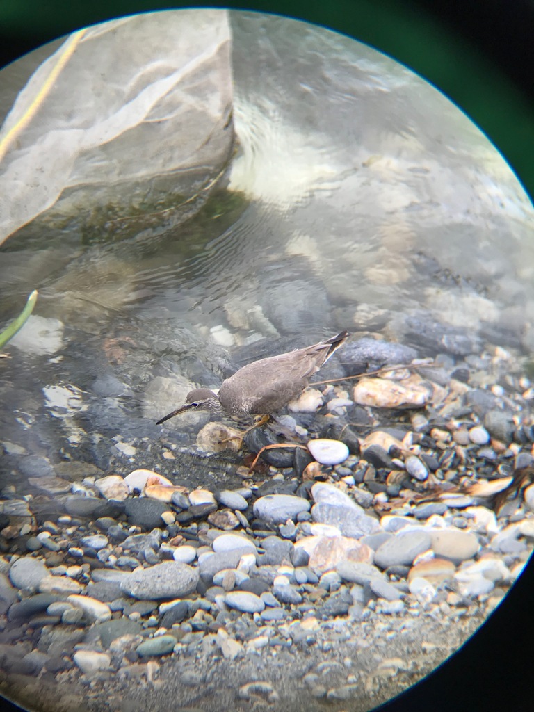 Shanks, Tattlers, and Allies in May 2023 by 黃禹程 · iNaturalist