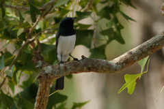 Myiagra cyanoleuca