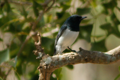 Myiagra cyanoleuca