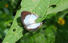 Arawacus meliboeus