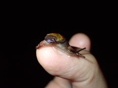 Helicarionidae