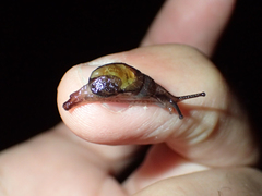 Helicarionidae