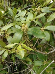 Myrsine lessertiana