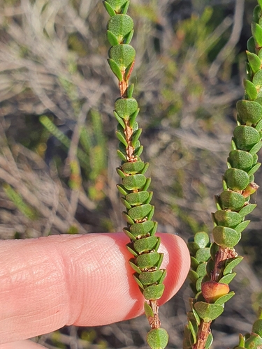 Image of Baeckea imbricata by (c) ronavery, some rights reserved (CC BY)