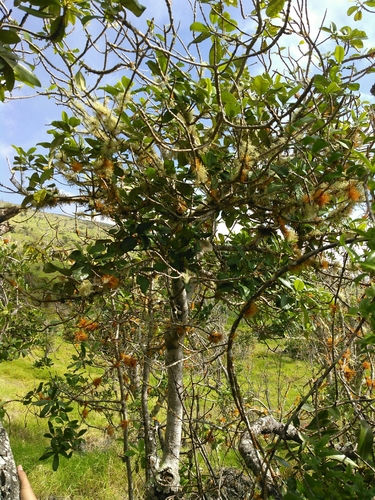 Melicope hawaiensis observed 2016-01-07