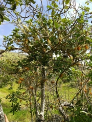 Melicope hawaiensis