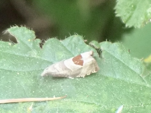 Bramble Shoot Moth, Nieuwe Tiend, Udenhout, North Brabant, NL, photo 8 of 10