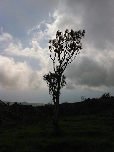 Dracaena rockii observed 2016-01-07
