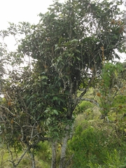 Alectryon macrococcus