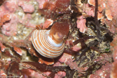 Pagurus granosimanus