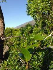 Smilax melastomifolia