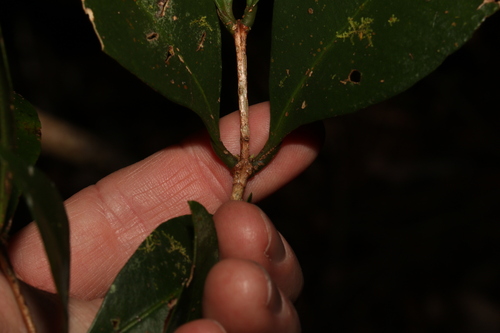 Image of Syzygium corynanthum by (c) Greg Tasney, some rights reserved (CC BY-SA)