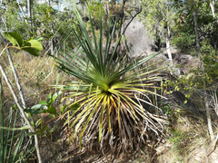 Pandanus cookii