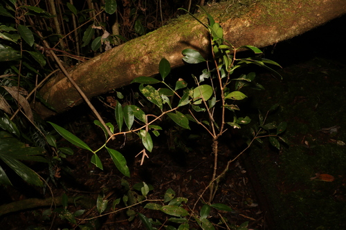 Image of Syzygium corynanthum by (c) Greg Tasney, some rights reserved (CC BY-SA)