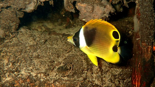 Raccoon Butterflyfish
