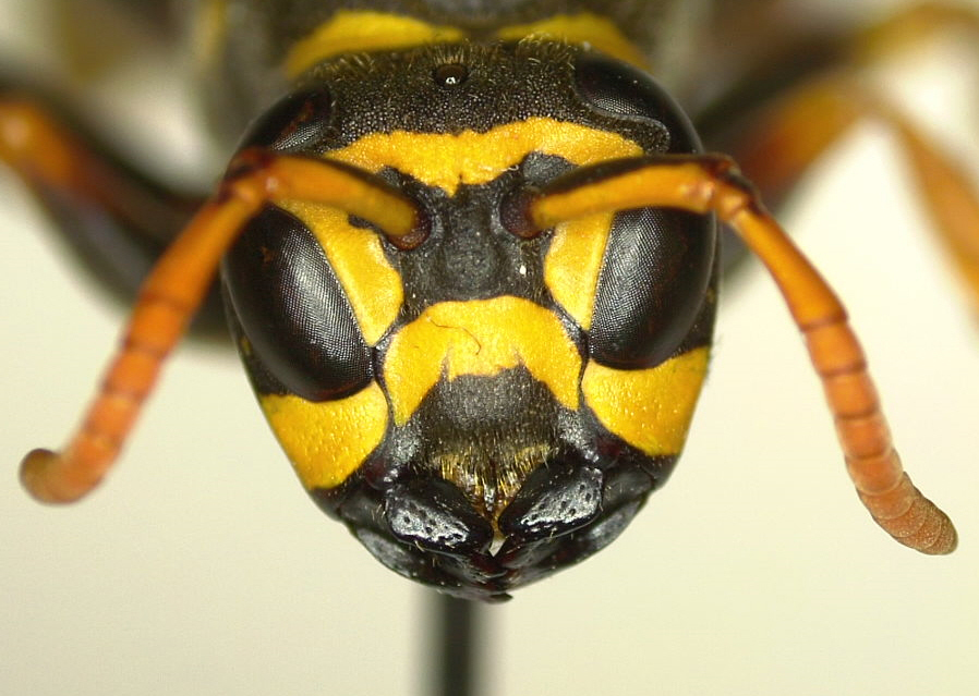 Polistes sulcifer