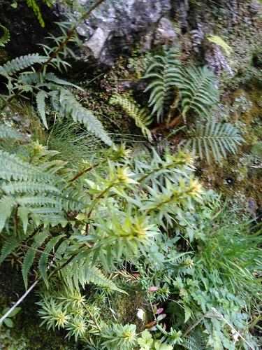 Dubautia linearis observed 2016-01-13