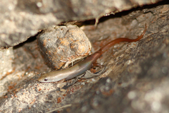Red-Tailed Litter-Skink photo 3