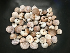 Helminthoglypta umbilicata