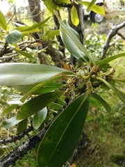 Myrsine lessertiana