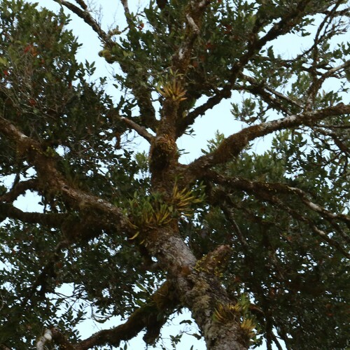 Image of Dendrobium falcorostrum by (c) Greg Tasney, some rights reserved (CC BY-SA)