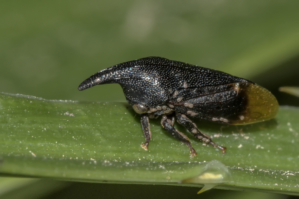 Kronides incumbens